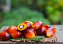 Unilever pilots SAP blockchain tech for deforestation-free palm oil: ‘This will be transformational for smallholder inclusion’