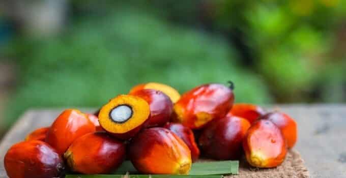 Unilever pilots SAP blockchain tech for deforestation-free palm oil: ‘This will be transformational for smallholder inclusion’
