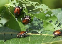 TechCabal Daily – Keeping the pests away, for good 🐞