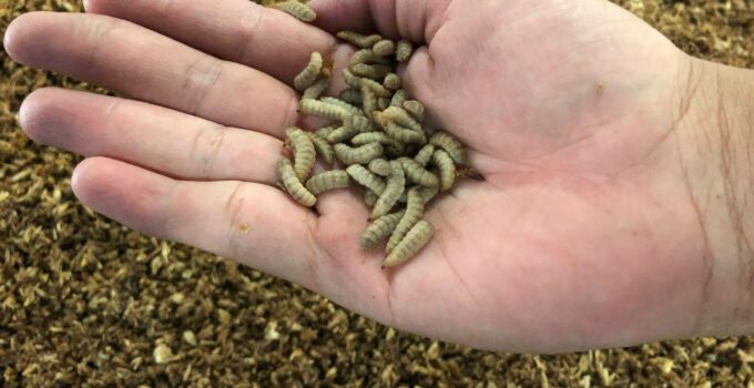 Insect Feed Technologies turns food waste and larvae into clean, high-quality protein for pets and animals