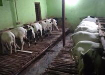 Techie rears sheep in his house in Bengaluru