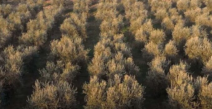 Drones with high-tech sensors track disease in Italy’s olive trees