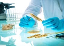 Call for review of genetically modified tech regulation in NZ