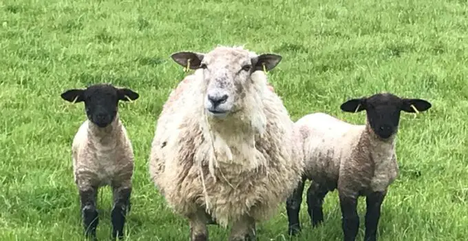 Sheep Tech: How these brothers reduced mortality rates at lambing