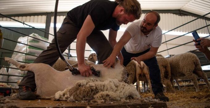 Hi-tech herd: Spain school turns out 21st-century shepherds