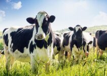 MilKey: New Technology To Help Dairy Farmers Raise Healthy Cows