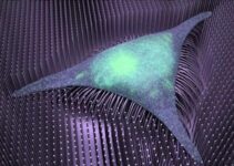 Nanotechnology Advances Regenerative Medicine: Bone Formation Comes Down to the Nanowire