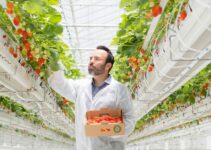 How One Company Uses Technology to Grow Tomatoes in the Desert