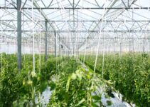 Asia’s new agricultural revolution: Planting a high-tech future