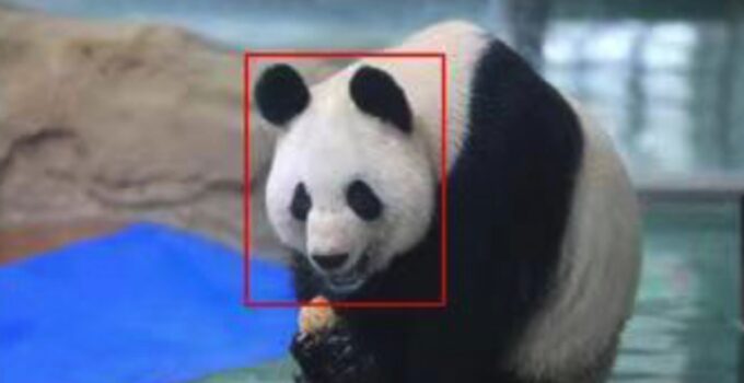 Pandas are cute but hard to tell apart. New technology is giving scientists and animal lovers a hand.