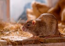 Mice produce rat sperm with technique that could help conservation