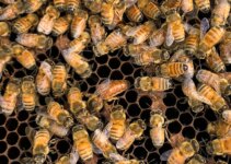 New technology helps fight varroa as beekeeper monitors bees’ health from far