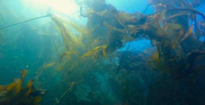 Scientists have developed a technique to restore kelp forests for future generations