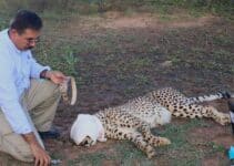 Lead scientist in effort to repopulate cheetahs in India honed research techniques in Minnesota -St. Paul