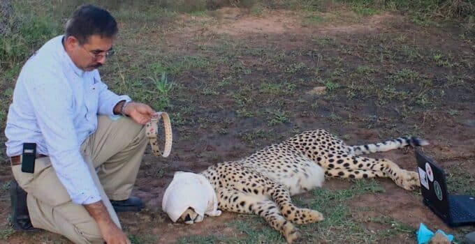 Lead scientist in effort to repopulate cheetahs in India honed research techniques in Minnesota -St. Paul