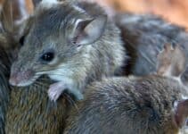 Gene drive technology under development by University of Adelaide to combat invasive mice numbers