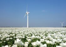 The Netherlands is the ideal breeding ground for green tech startups