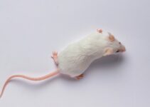 This biotech startup says mice live longer after genetic reprogramming