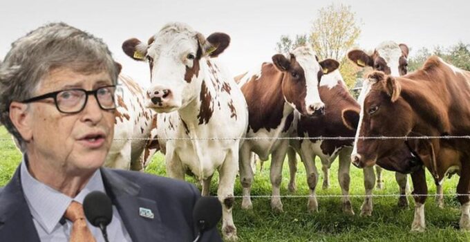 Bill Gates invests in Australian climate technology startup dealing with cow burps
