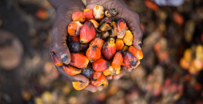 The tech start-up seeking to untap and transform Africa’s agricultural supply chain efficiency