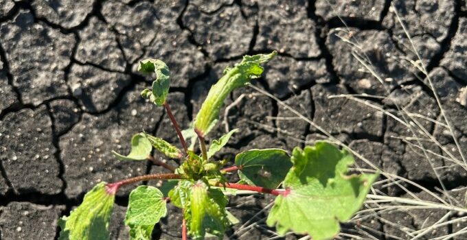 New technology to help prevent millions of dollars of damage to Australian crops