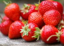 Sustainable strawberries: Singrow debuts commercial application of climate-resilient variety via precision ag-tech