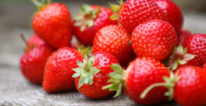 Sustainable strawberries: Singrow debuts commercial application of climate-resilient variety via precision ag-tech