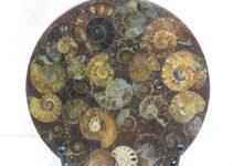 DingSheng 110-120mm Natural Ammonite Plate Fossil Slice Madagascar Mineral Specimen Display Healing Crystal Stone Home Decoration and Free Stand