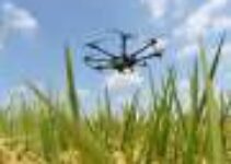 Drones and deep learning: Researchers develop a new technique to quantify rice production