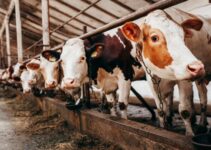 ﻿Precision tech to help researchers gain ‘unprecedented’ insight into cow heat stress factors