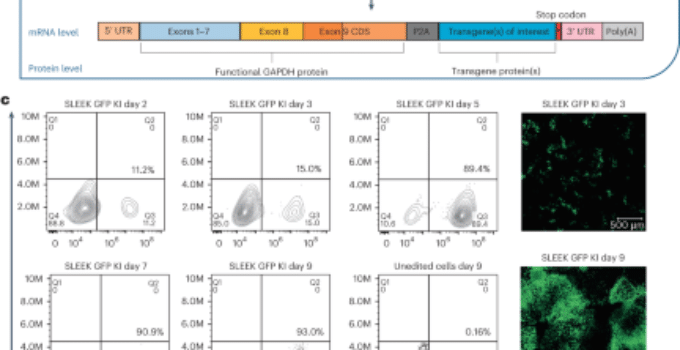 A highly efficient transgene knock-in technology in clinically relevant cell types