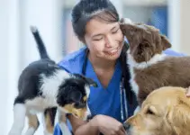 Vet Tech Job Description Guide: Hiring the Ideal Veterinary Technician