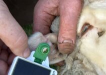 This pocket-sized gadget could be the answer to stopping livestock theft