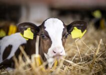 ‘We were really surprised’: Low-cost precision technology can detect bovine respiratory disease days before symptoms appear