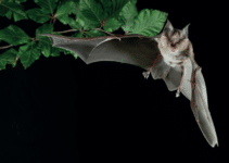 Bat biotech takes flight