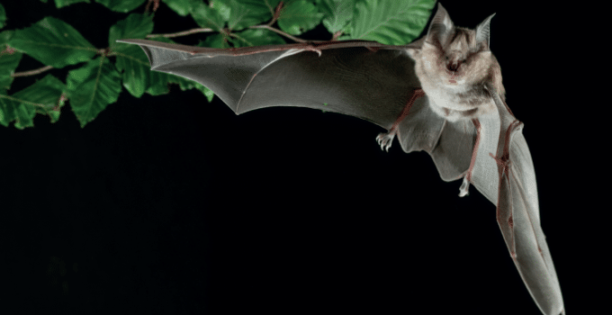 Bat biotech takes flight
