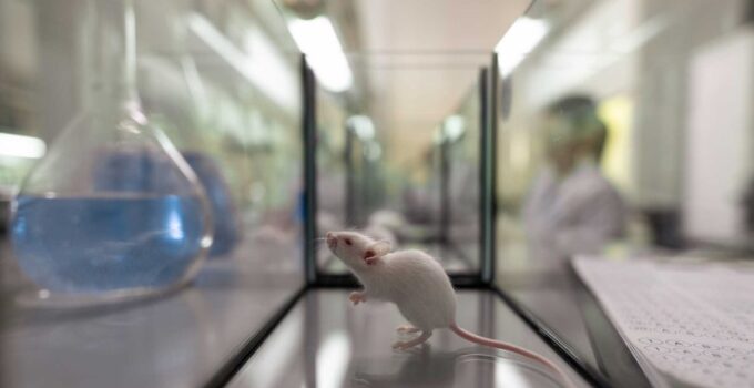 Illegal California Lab Run by Chinese Biotech Firm Contained Mice Engineered to Spread Covid
