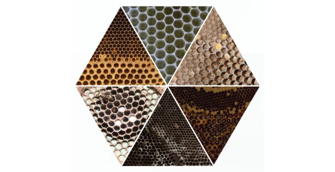 Bees and wasps use similar architectural techniques to connect large hexagons to smaller ones