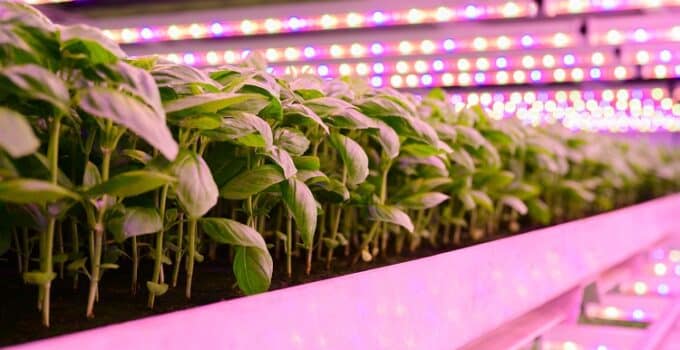 As vertical farms topple, can tech sow sustainability into controlled environment agriculture?