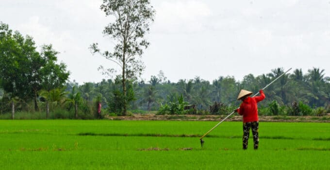 Vietnamese rice farmers go high-tech to anticipate a low-water future