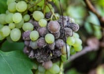 How NASA’s Sky-High Tech Helps Wine Makers Look For Grape Disease