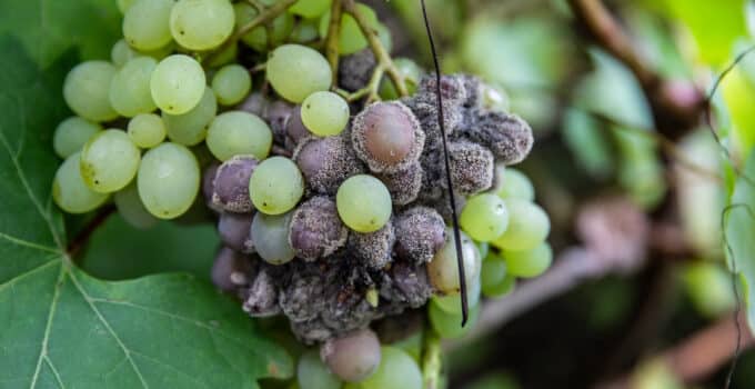How NASA’s Sky-High Tech Helps Wine Makers Look For Grape Disease