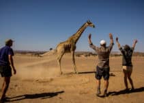 Where are the giraffes hiding? Predictive tracking tech points the way