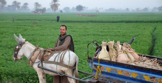 Six Egyptian Agritech Startups at the Forefront of Innovation in Agriculture