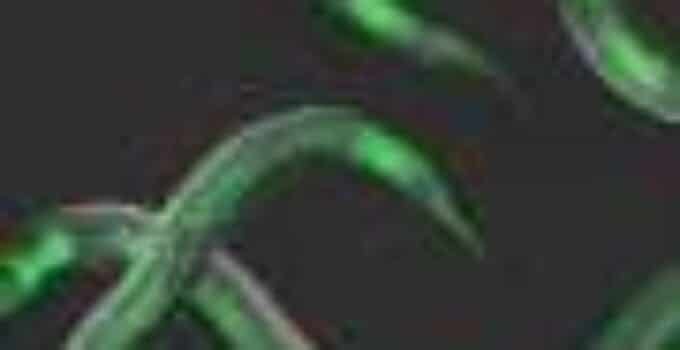 These worms have rhythm: New imaging technique to observe active gene expression in real time