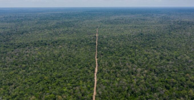 Logging route cut into Cambodia’s Prey Lang from Think Biotech’s concession