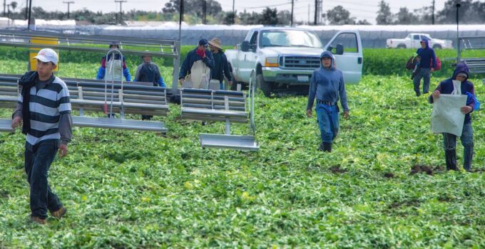 Ontario farm workers’ health threatened by surveillance technology