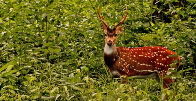 Nepal’s tiger conservation gets tech boost with AI-powered deer tracking