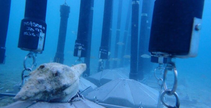 Shark barrier tech from South Africa installed in Bahamas