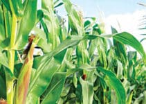 IAR new technology raises hope of maize sufficiency in Nigeria